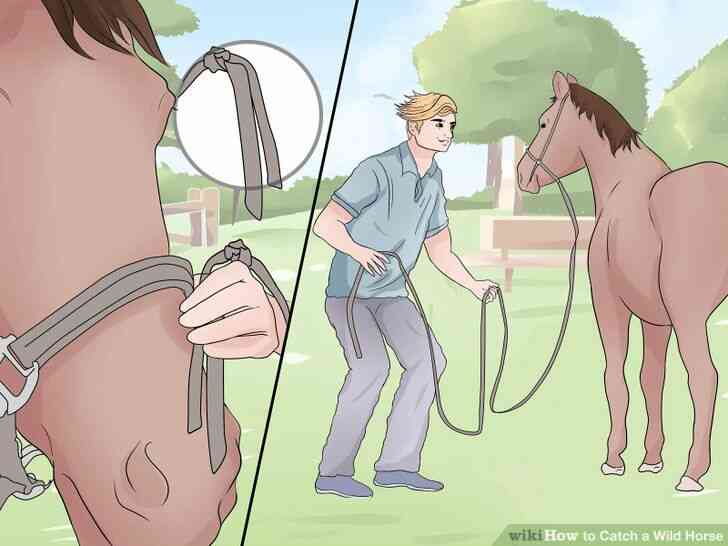 Image intitulée Attraper un Cheval Sauvage Étape 11